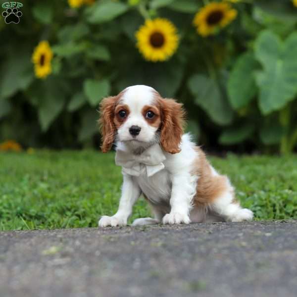 Granger, Cavalier King Charles Mix Puppy